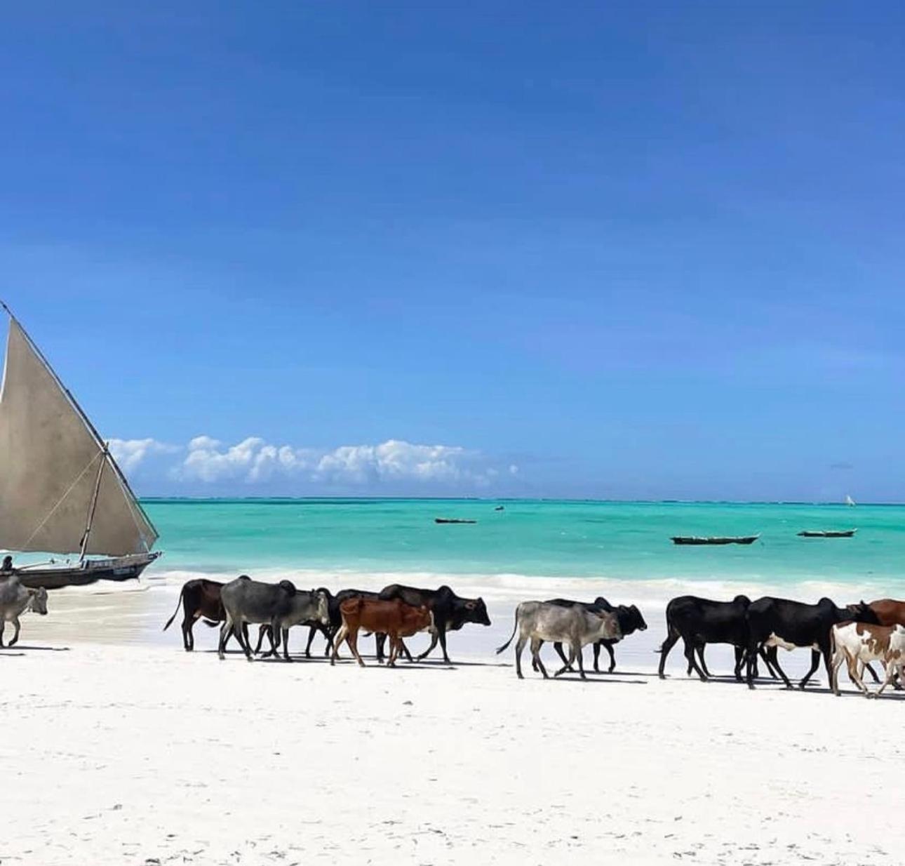 Your Zanzibar Place Paje Exterior photo